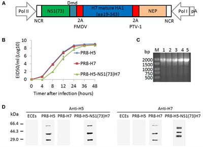 Influenza Viral Vectors Expressing Two Kinds of HA Proteins as Bivalent Vaccine Against Highly Pathogenic Avian Influenza Viruses of Clade 2.3.4.4 H5 and H7N9